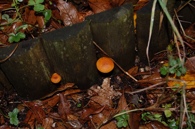 Nel mio giardino...determiniamolo. (Gymnopilus penetrans?)